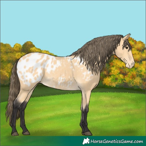 Horse Color:Buckskin Blanket 