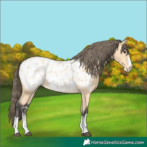 Horse Color:Buckskin Near Leopard