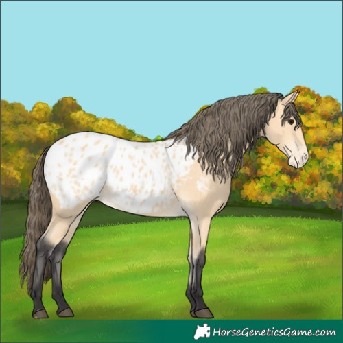 Horse Color:Buckskin Blanket 