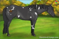 Horse Color:White Spotted Black Sabino