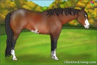 Horse Color:Bay Sabino 