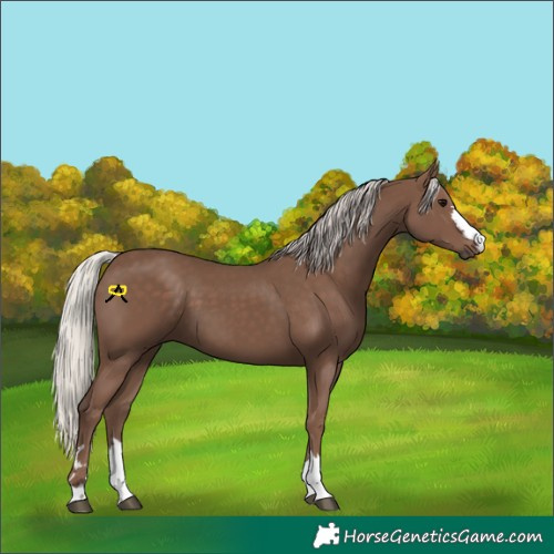 Horse Color:Unknown 