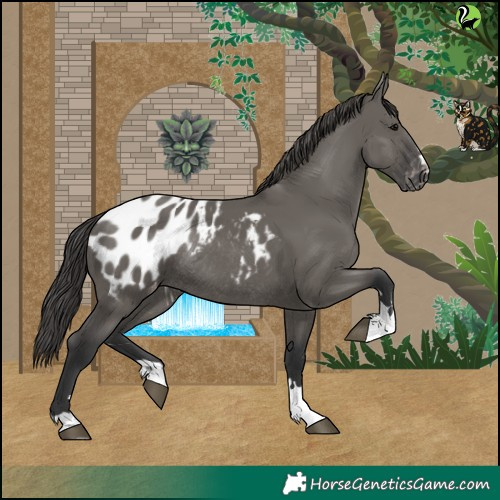 Horse Color:Grullo Blanket Rabicano