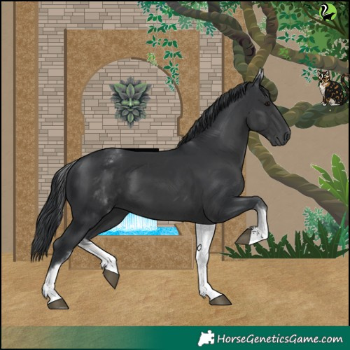 Horse Color:White Spotted Black