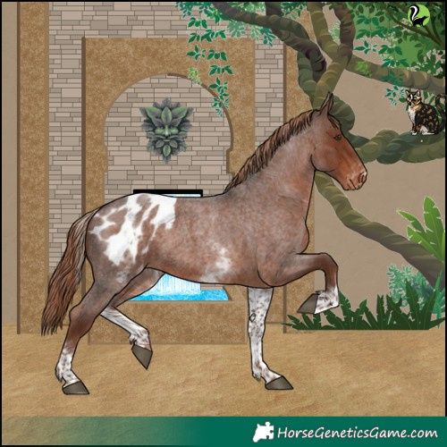 Horse Color:White Spotted Liver Red Roan Blanket