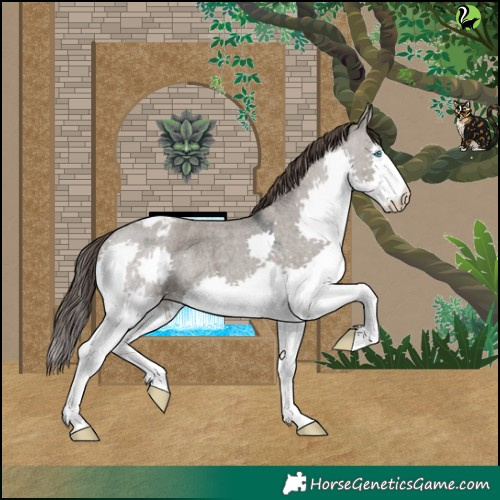 Horse Color:Grullo Roan Splash Varnish