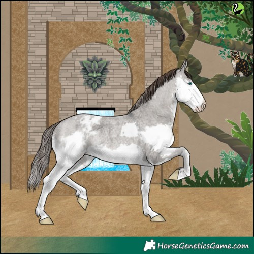 Horse Color:Grullo Roan Splash Blanket Rabicano 