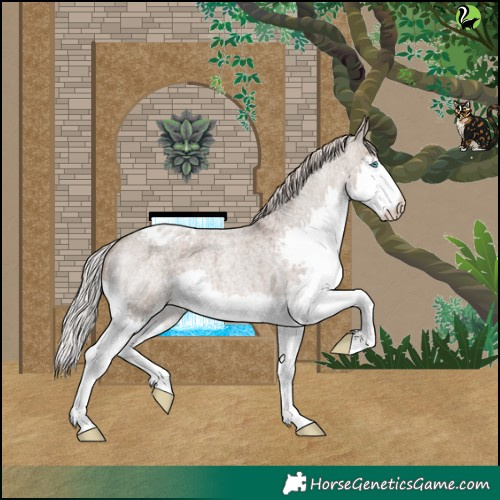Horse Color:Silver Grullo Roan Splash Varnish Rabicano 