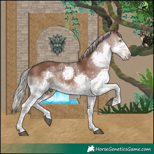 Horse Color:Silver Black Splash Tobiano Rabicano 