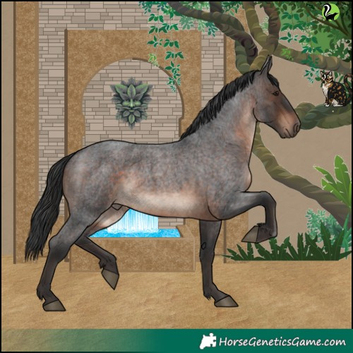 Horse Color:Brown Roan 