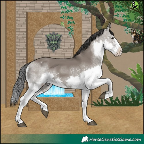 Horse Color:White Spotted Grullo Splash Rabicano