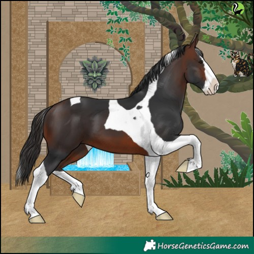 Horse Color:Brown Splash Tobiano