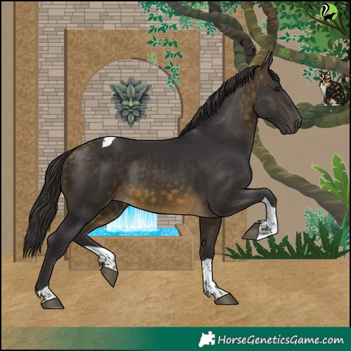 Horse Color:Buckskin Tobiano