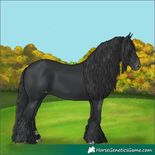 Horse Color:Black Blanket