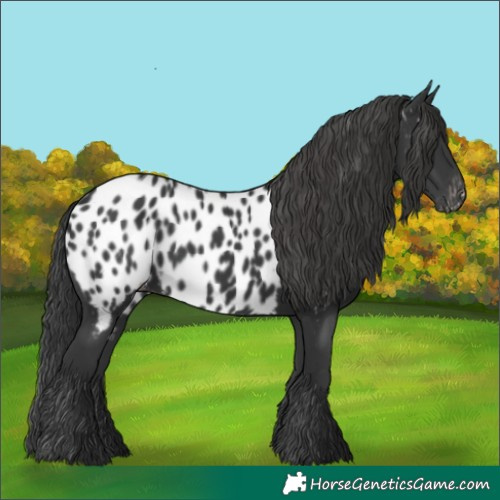 Horse Color:Black Near Leopard