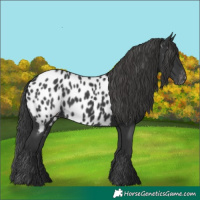 Horse Color:Black Near Leopard 