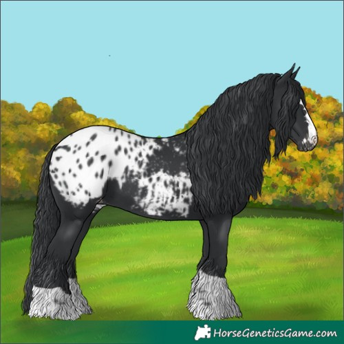 Horse Color:Black Blanket 