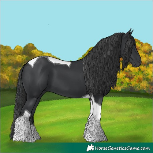 Horse Color:Black Tobiano 