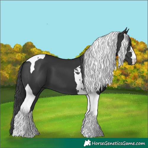 Horse Color:Black Tobiano 
