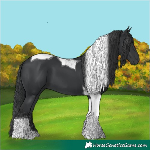 Horse Color:Black Tobiano 