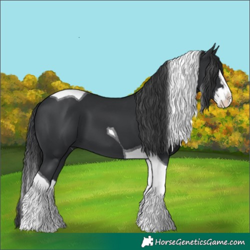 Horse Color:Black Splash Tobiano