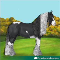 Horse Color:Black Splash Tobiano 