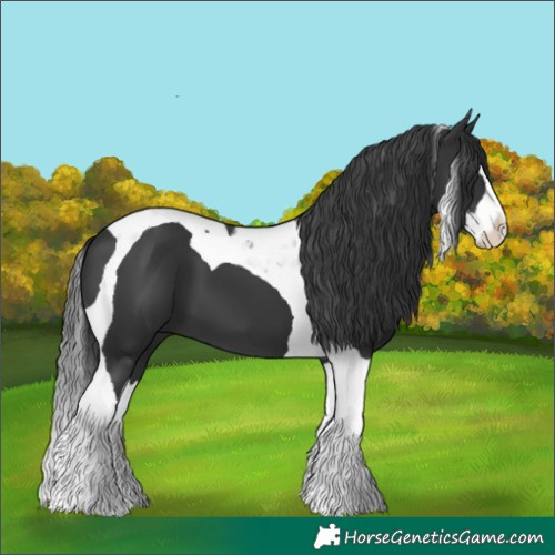 Horse Color:Black Splash Tobiano