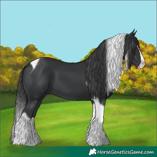 Horse Color:Black Splash Tobiano