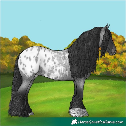 Horse Color:Blue Roan Blanket 
