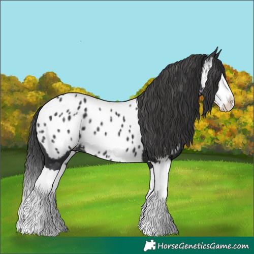 Horse Color:Black Splash Near Leopard