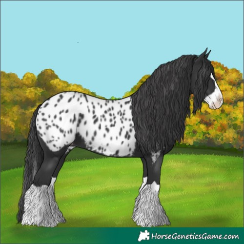 Horse Color:Black Splash Near Leopard