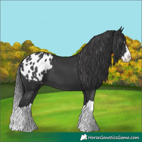Horse Color:Black Splash Blanket