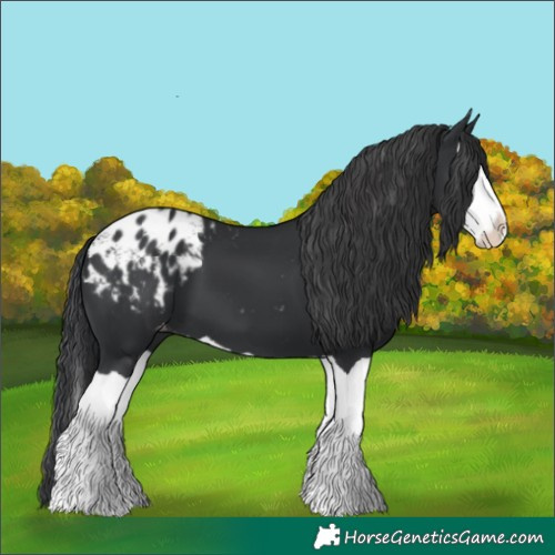 Horse Color:Black Splash Blanket