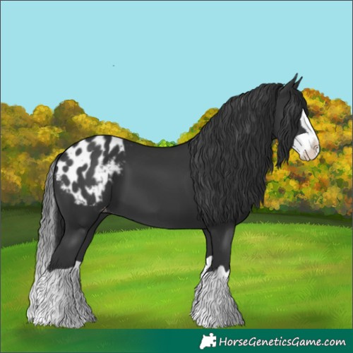 Horse Color:Black Splash Blanket