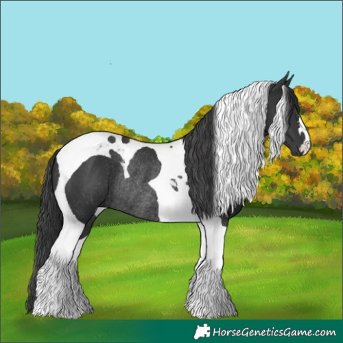 Horse Color:Black Tobiano Rabicano