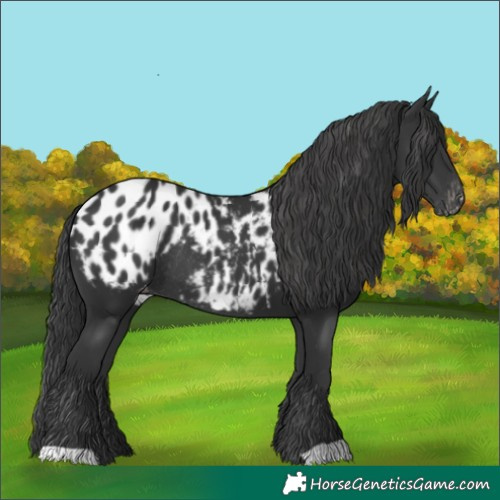 Horse Color:Black Blanket Rabicano