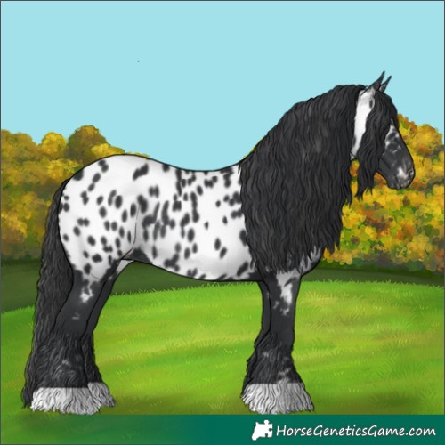 Horse Color:Black Near Leopard Rabicano 
