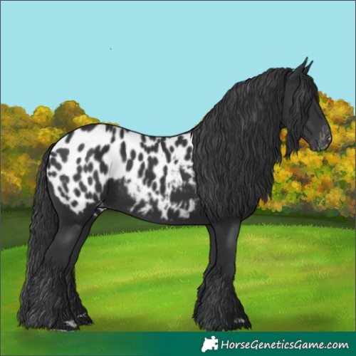 Horse Color:Black Blanket Rabicano 