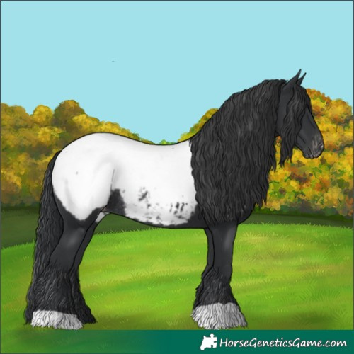 Horse Color:Black Snowcap Rabicano