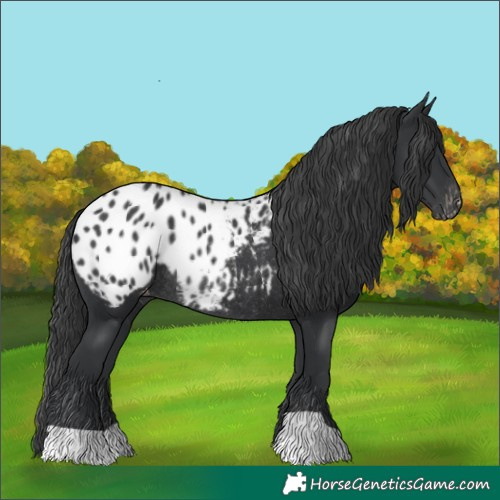 Horse Color:Black Blanket Rabicano