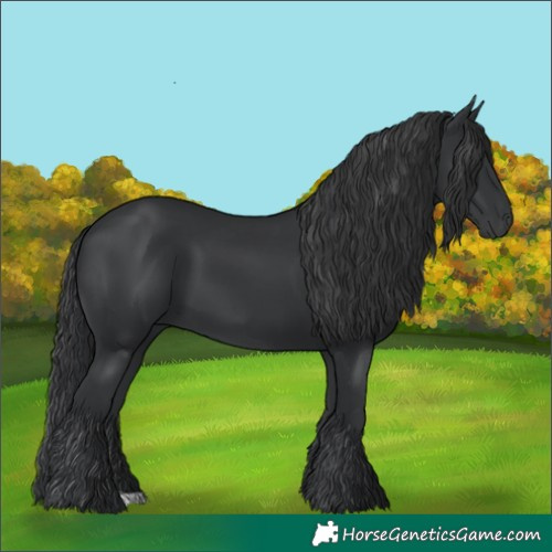 Horse Color:Black 
