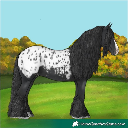 Horse Color:Black Splash Blanket