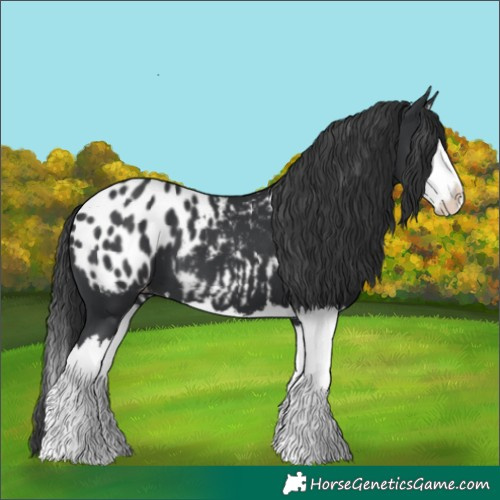 Horse Color:Black Splash Near Leopard 