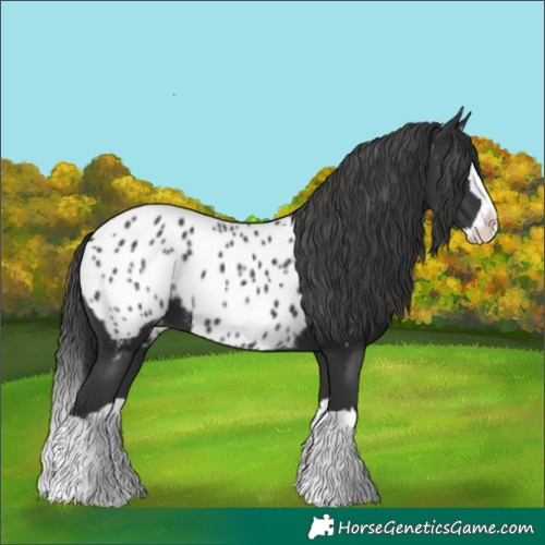 Horse Color:Black Splash Near Leopard