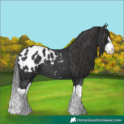 Horse Color:Black Splash Blanket