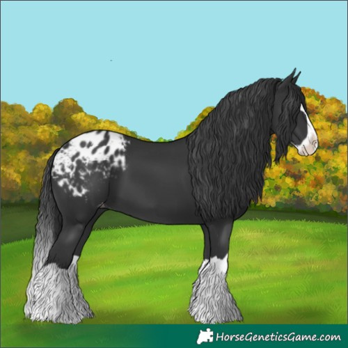 Horse Color:Black Splash Blanket 