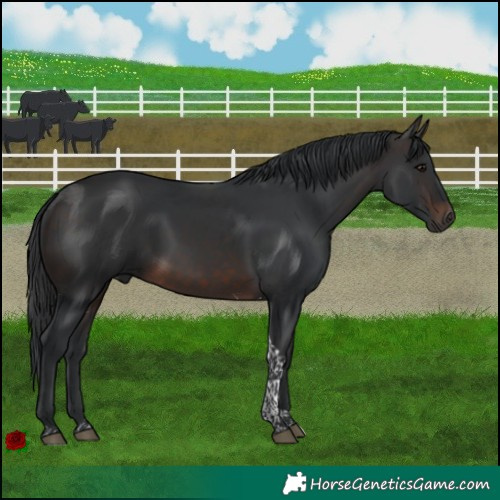 Horse Color:Brown Tobiano