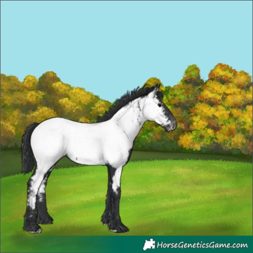 Horse Color:Black Near Fewspot 
