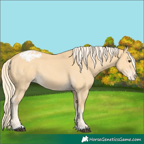 Horse Color:Palomino Blanket 