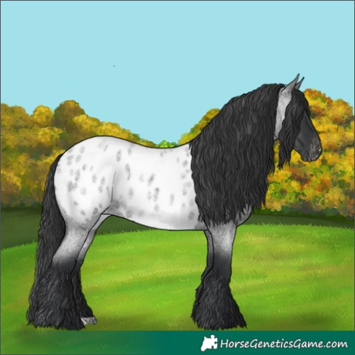 Horse Color:Blue Roan Near Leopard